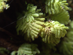 Catharomnion ciliatum