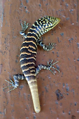 Dasia olivacea