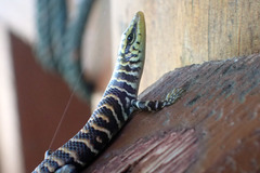 Dasia olivacea