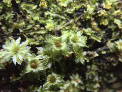 Rosulabryum subtomentosum