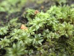 Rosulabryum subtomentosum