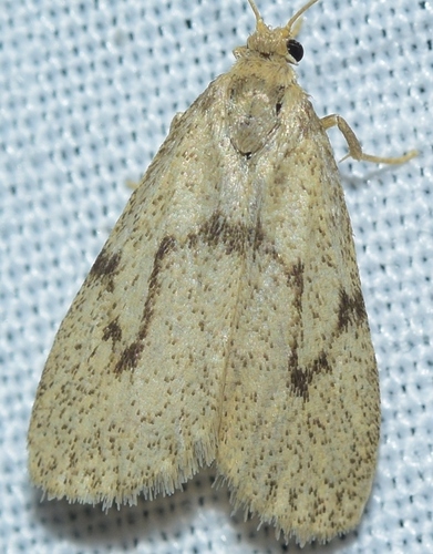 Representative image of Apaidia barbarica