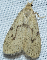 Apaidia barbarica
