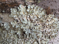 Parmotrema robustum