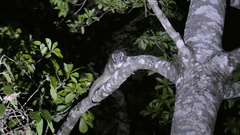 Pseudochirops archeri
