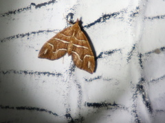 Chaetolopha leucophragma