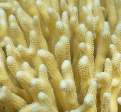 Seriatopora caliendrum