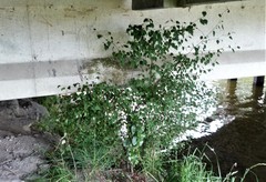 Plagianthus regius regius