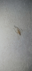 Pyralidae