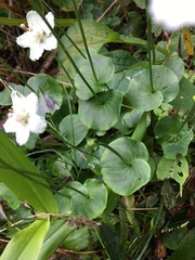 Parnassia asarifolia