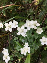 Parnassia asarifolia