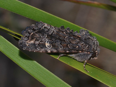 Neumichtis spumigera