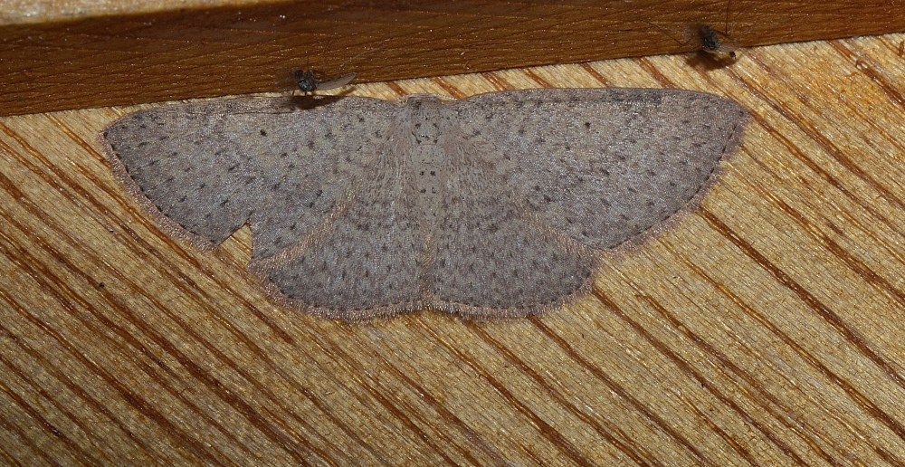 Poecilasthena ischnophrica