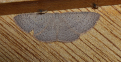 Poecilasthena ischnophrica