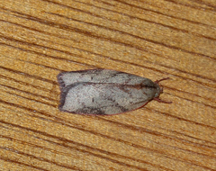 Euchaetis inceptella
