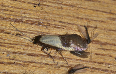 Edosa irruptella