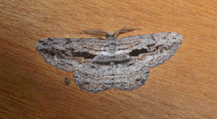 Scioglyptis loxographa