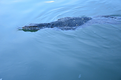 Varanus salvator salvator