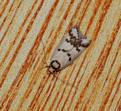 Compsotropha selenias