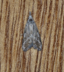 Nola albalis