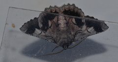 Hypobapta percomptaria