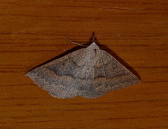 Nearcha tristificata