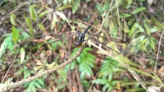Agrionoptera sexlineata