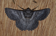 Hypobapta percomptaria