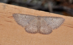 Poecilasthena ischnophrica