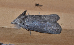 Hobartina amblyiodes