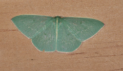 Chlorocoma melocrossa