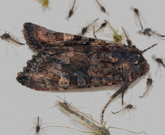 Neumichtis spumigera