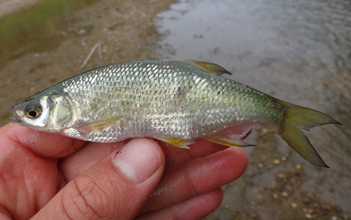 Golden Shiner (Fishes of the Upper Green River, KY) · iNaturalist