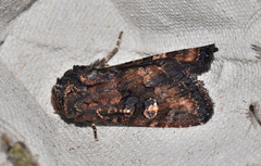 Neumichtis spumigera