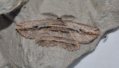 Scioglyptis loxographa