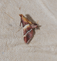 Persicoptera pulchrinalis