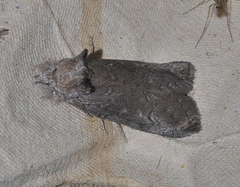 Hobartina amblyiodes
