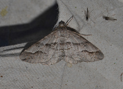 Syneora fractata
