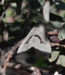 Dichromodes euscia