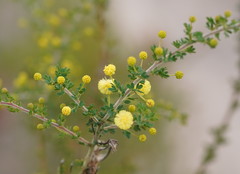 Acacia mitchellii
