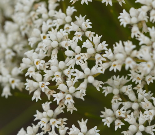 Conospermum mitchellii Meisn.