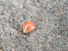 Optediceros breviculum