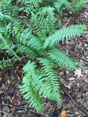 Dryopteris ludoviciana