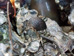 Nerita costata