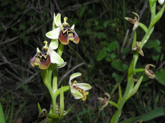 Ophrys bornmuelleri