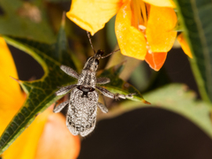 Agnesiotis pilosula