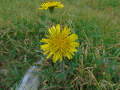 Sonchus asper glaucescens