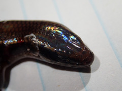 Subdoluseps malayana