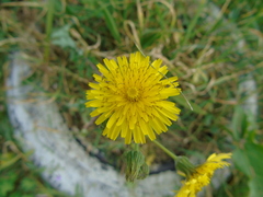 Sonchus asper glaucescens
