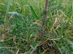 Sonchus asper glaucescens